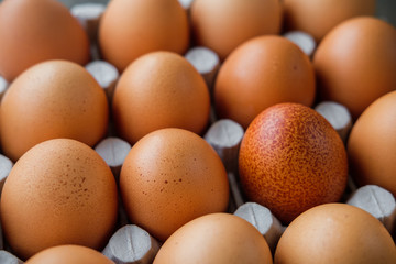 Brown chicken eggs in a carton grid