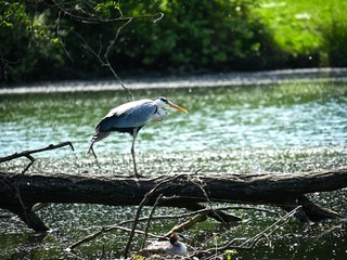 Heron