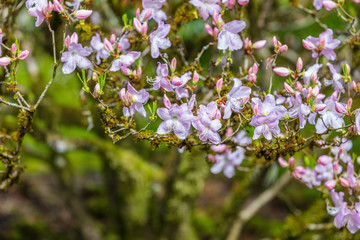 Blossoming lilac rhododendron in the garden in the spring.