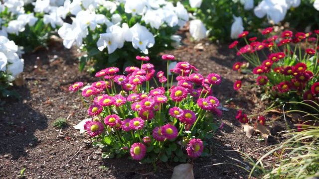 Daisy and pansy 2 video