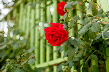 Beautiful red blooming rose flower