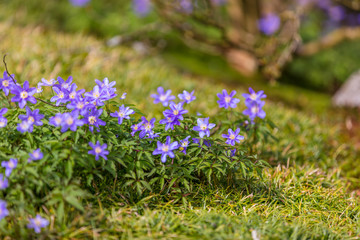Obraz premium Blue anemone flower in the forest in the sunny day. The wind flower blooms in the spring.