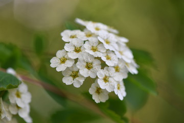 Blume
