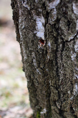 collecting birch juice on spring