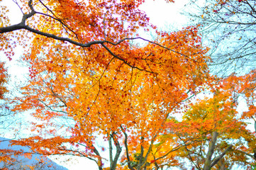 background texture of autumn leaf background