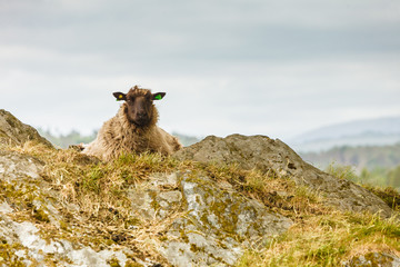 Sheeps on rock hill