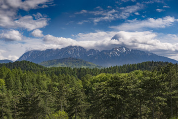 Fototapeta na wymiar Picturesque view of the Bucegi mountains (Brasov, Romania) with an old pine forest in the foreground, in May, on a cloudy day