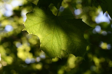 Blatt im Gegenlicht