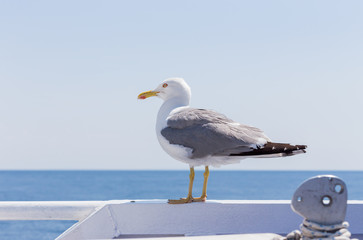 Seagull