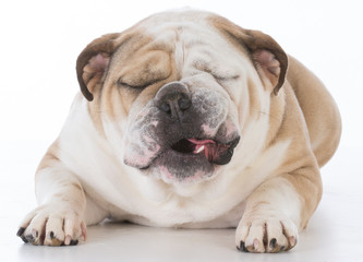 Fototapeta premium dog with funny expression