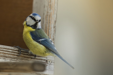 Cyanistes caeruleus sitting on the bird house