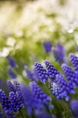 Fototapeta premium Beautiful purple flower with nice bokeh.