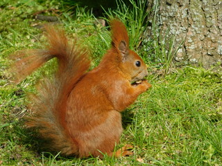 Squirrel in Lazienki park