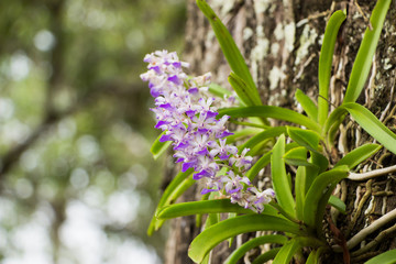 orchid