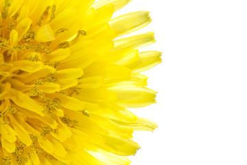 Yellow dandelion flower left side isolated on white backgroud