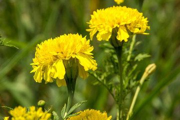 Marigold in the garden