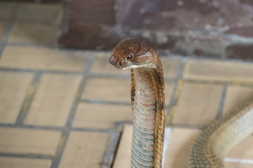 Fototapeta premium Close-up king cobra head.