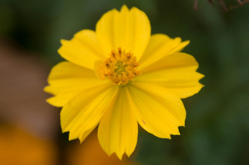 Beautiful wild flowers