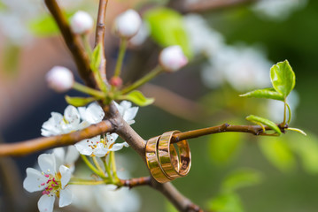 Wedding rings closeup with cherry flowers