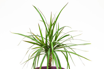 Drachenbaum als Topfpflanze