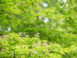 モミジの紅い翼果