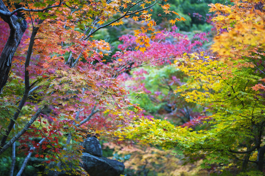 Lush foliage of Japanese maple tree during autumn in a garden in Kyoto, Japan