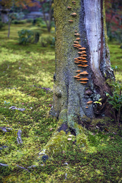 Mushrooms grow on tree bark during autumn in Japanese garden in Kyoto