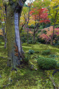 Mushrooms grow on tree bark during autumn in Japanese garden in Kyoto