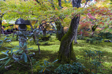 Japanese red maple tree during autumn in garden at Enkoji temple in Kyoto, Japan