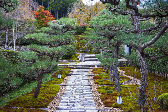 Walkway in landscaped garden through an array of Japanese pine tree to Enkoji Temple in Kyoto, Japan