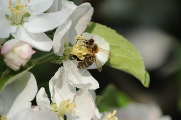 Honigbiene auf Apfelblüte