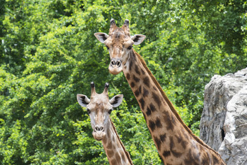 Close up shot of giraffe head