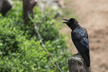 Black crow background