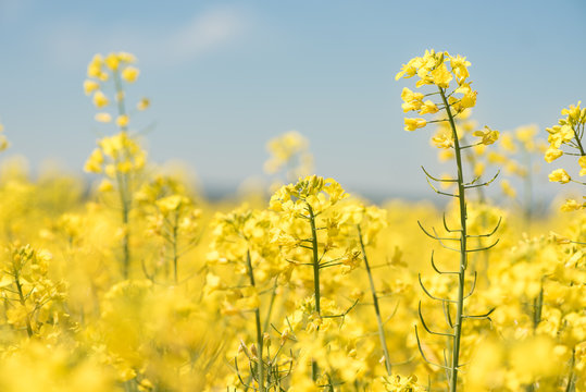Rapsfeld vor blauem Himmel