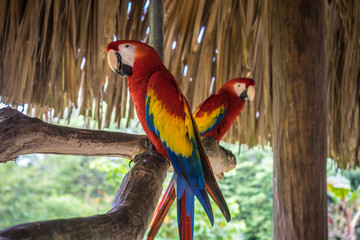 red parrots 4