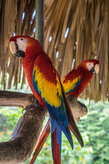 Red parrots 3