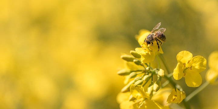 Biene sammelt Honig - Rapsblüte im Frühling