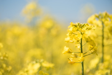 Rapsblüte im Rapsfeld
