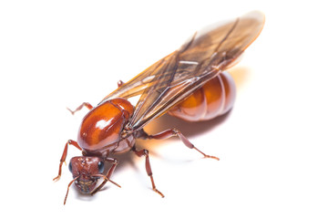 Subterranean ant isolated on white background.