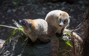 Portrait of a coati.