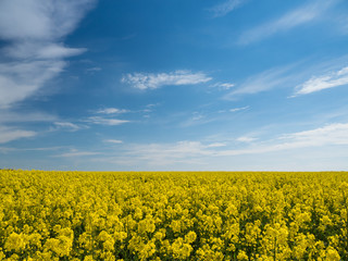 Obraz premium big rape field and some clouds at the sky