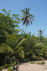 Fototapeta na wymiar Caribbean Jungle Foliage