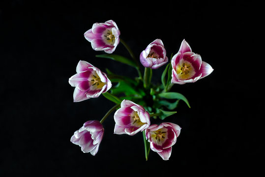 Flowers in the dark. Open tulips.