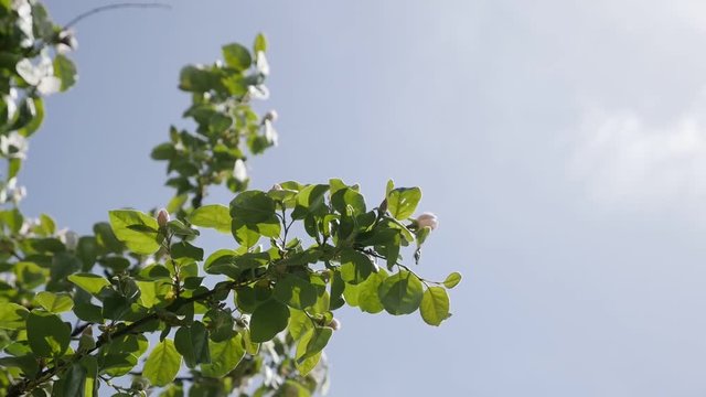 Sky and spring flowers of Cydonia oblonga slow motion 1920X1080 HD footage - Strong wind swings quince tree branches slow-mo 1080p HD video 