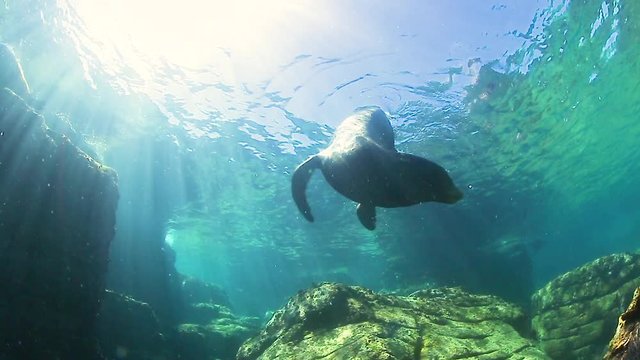 Sea Lions 2