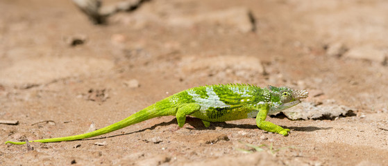 Naklejka na ściany i meble The Endemic & Threatened Usambara Two-horned Chameleon (Kinyongia multituberculata) in Western Tanzania
