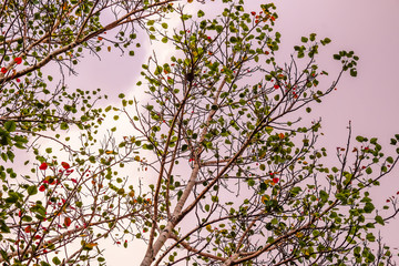 branches of tree on the pink sky background