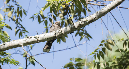 Fototapeta premium The Rare, Endemic Usambara Nightjar (Caprimulgus poliocephalus guttifer) at a Day Roost in Western Tanzania