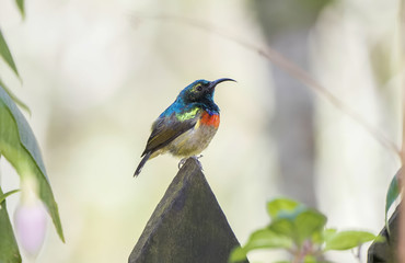 The Rare, Threatened, & Endemic Male Usambara Double-collared Sunbird (Cinnyris usambaricus) in Western Tanzania