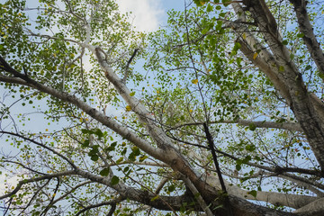 branches of tree on the blue sky background